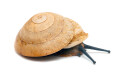 Caracolus sagemon Cuba albino shell adult